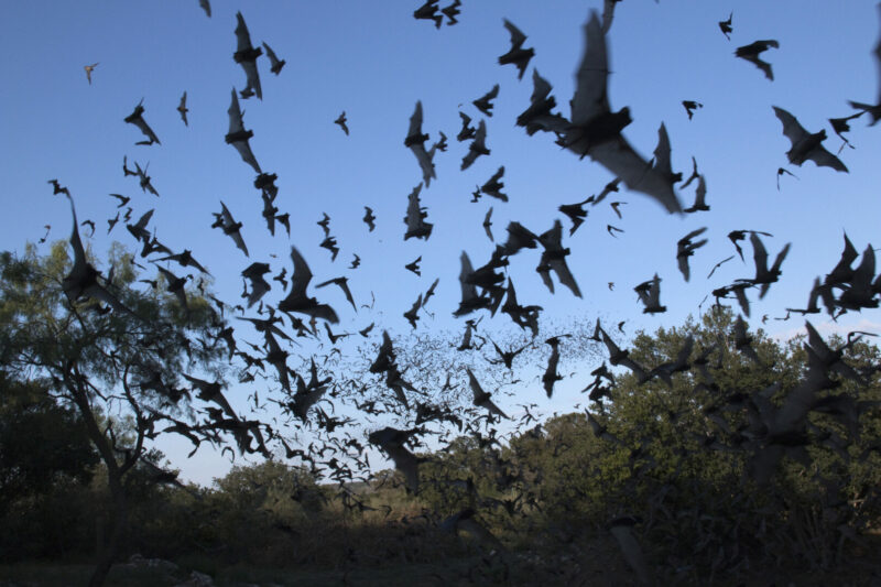 bats flying through the sky