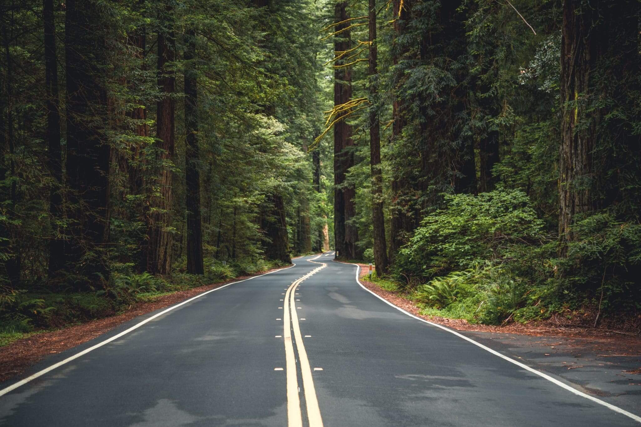 road in redwood national park