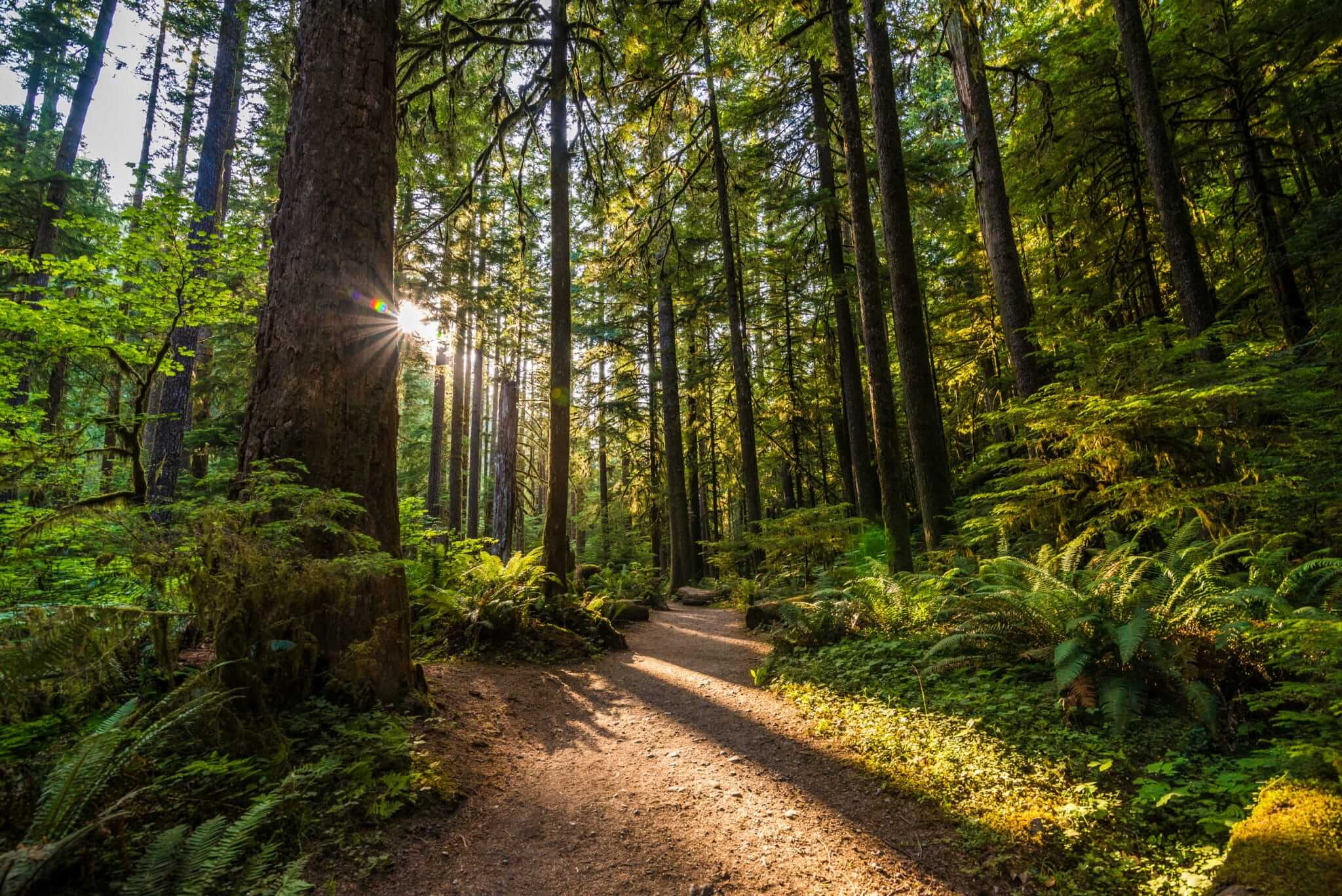 beautiful forest in Washington