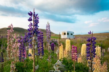 Free camping in a field full of wildflowers