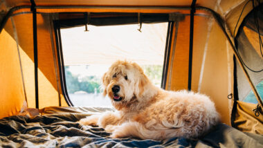 A shaggy dog sits in a tent and ready for a fun camping trip.