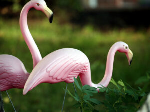 What Does a Flamingo in Your Campsite Mean? - Getaway Couple
