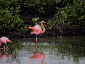 What Does a Flamingo in Your Campsite Mean? - Getaway Couple