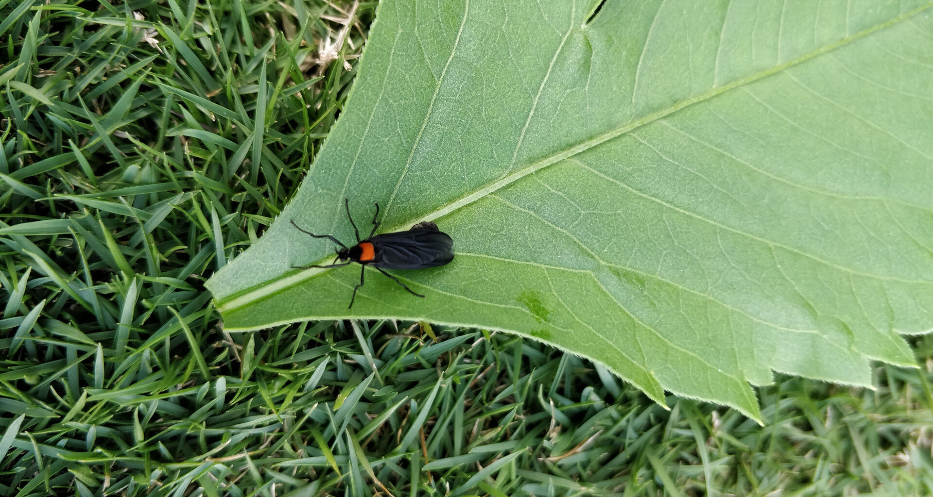 get-prepared-for-florida-love-bug-season-getaway-couple