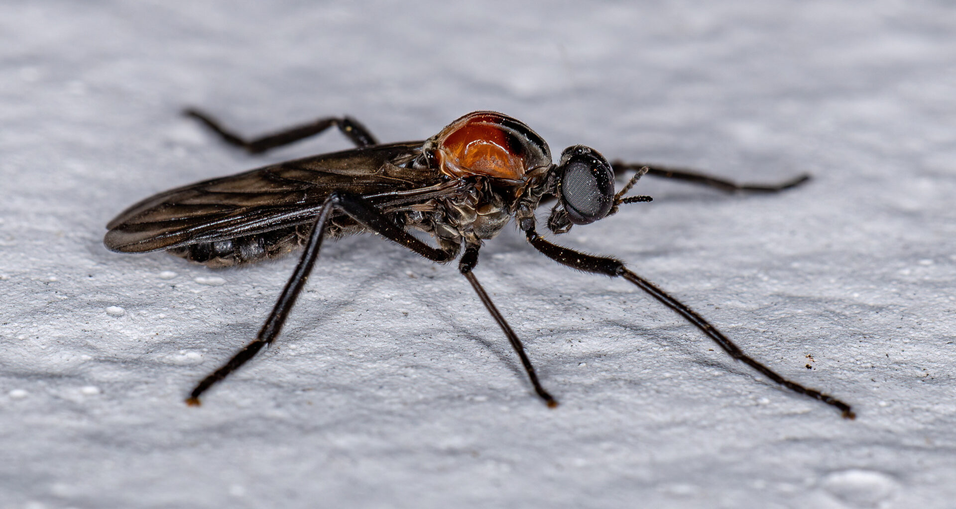 get-prepared-for-florida-love-bug-season-getaway-couple