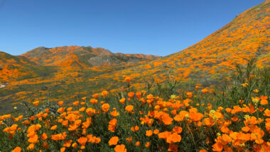 View of the California Superbloom