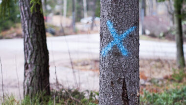 A tree with a painted X on it