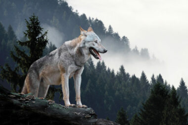 Wolf on rock in Wolf Sanctuary in PA