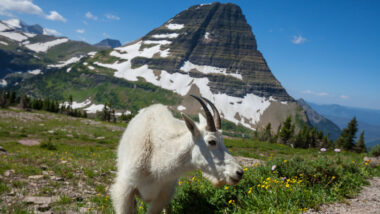 Close up of a big horn sheep walking around Glacier National Park.