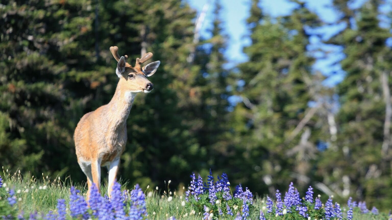 What Wildlife Is In Olympic National Park Getaway Couple what-wildlife-is-in-olympic-national-park-getaway-couple