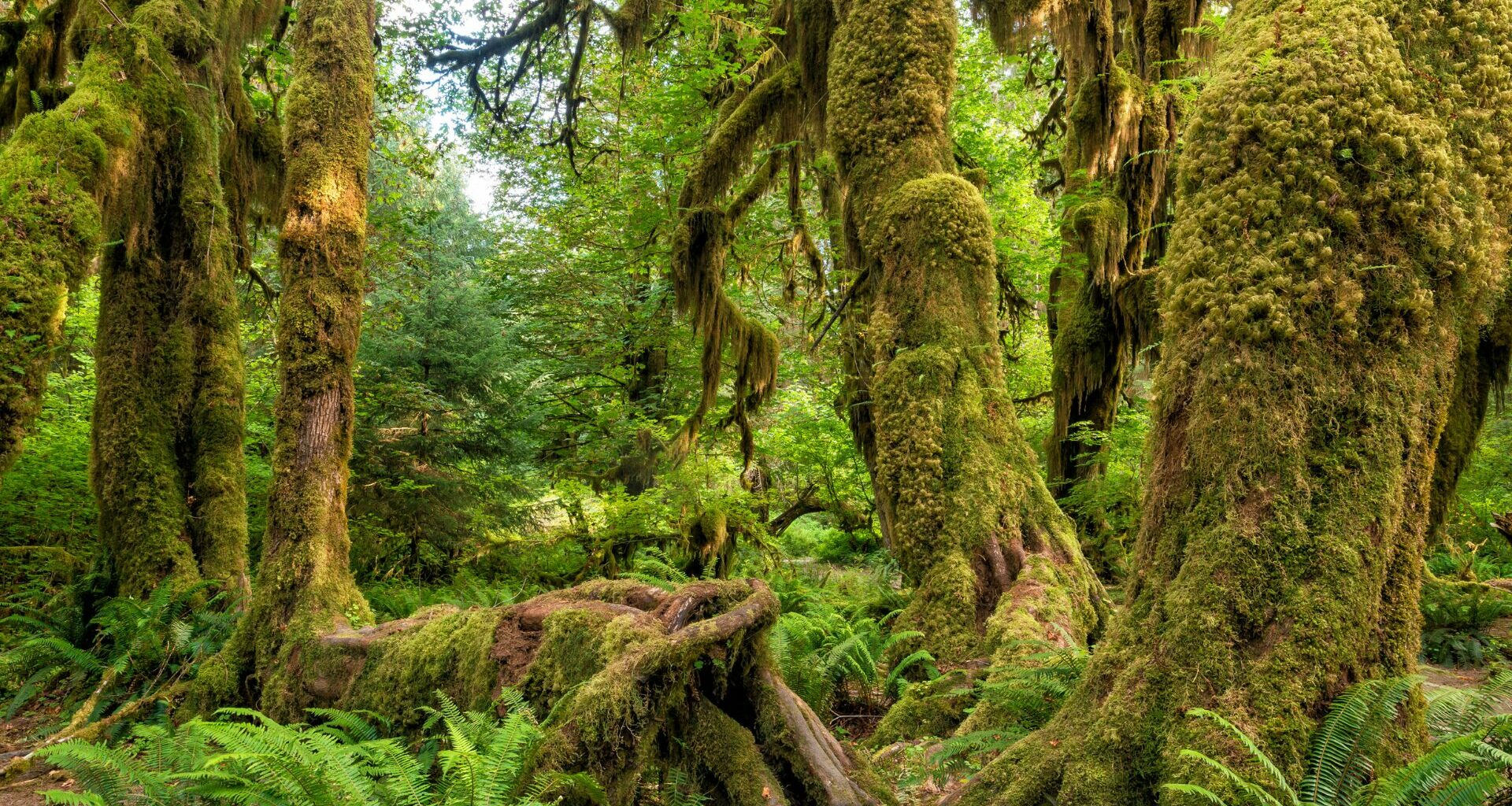 Wildlife visual data 3