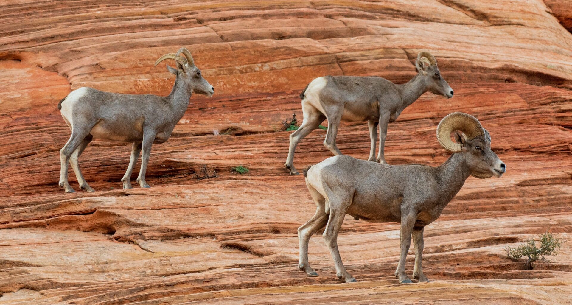 zion-national-park-wildlife-what-to-expect-getaway-couple