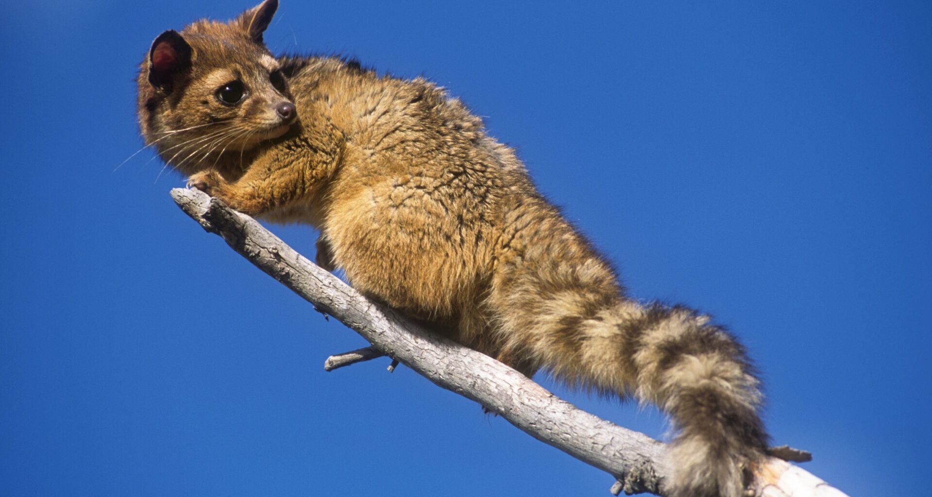 Zion Rabbit Zion National Park Wildlife: What to Expect - Getaway Couple