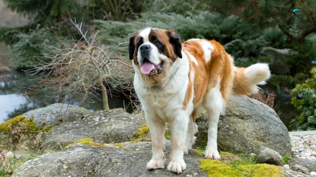 A Bernese Mountain dog standing on some rocks near some water and dense forest. 