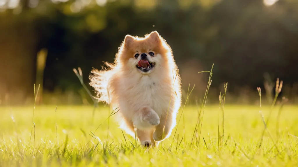 A golden pomeranian running through the grass in the golden sunlight. 