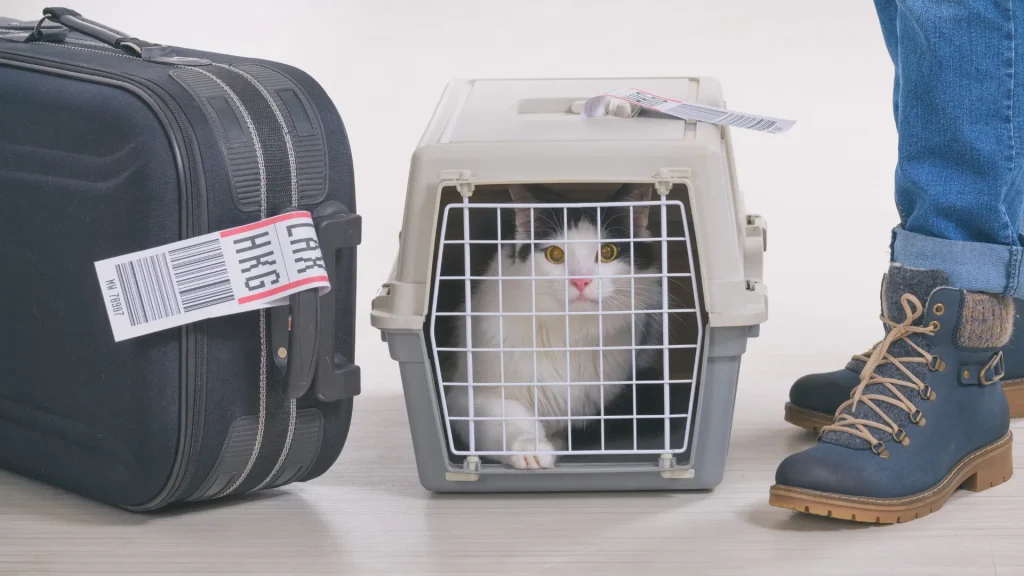 An image of a black suitcase beside a white and grey fluffy kitty in a hard shell pet carrier as their owner stands beside it with navy hiking boots and denim pants on.