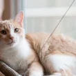 A photo of an orange and white kitty sitting in a window on their sling bed as they look at the camera.