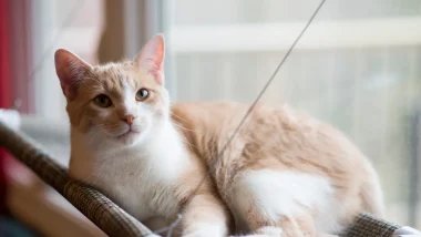 A photo of an orange and white kitty sitting in a window on their sling bed as they look at the camera.