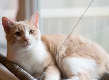 A photo of an orange and white kitty sitting in a window on their sling bed as they look at the camera.