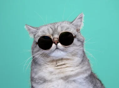 A grey short haired cat with round black and gold sunglasses on as it sits against a teal blue backdrop.