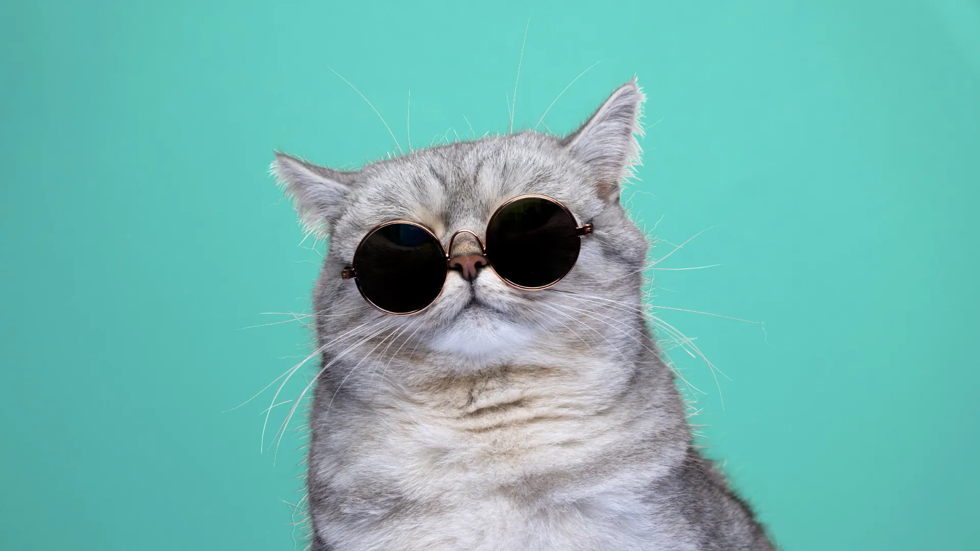 Tips and Tricks For RVing With Cats