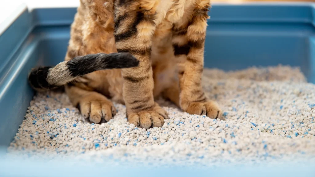 An orange kitty standing in a blue litter box with fresh litter inside.