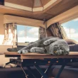 Cat laying on dinette table of an RV as the windows display a sunny blue cloud filled sky.