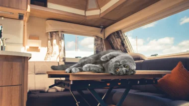 Cat laying on dinette table of an RV as the windows display a sunny blue cloud filled sky.