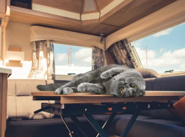 Cat laying on dinette table of an RV as the windows display a sunny blue cloud filled sky.