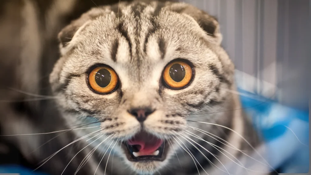 A black and grey striped kitty with their ears back, mouth open, and golden eyes wide.
