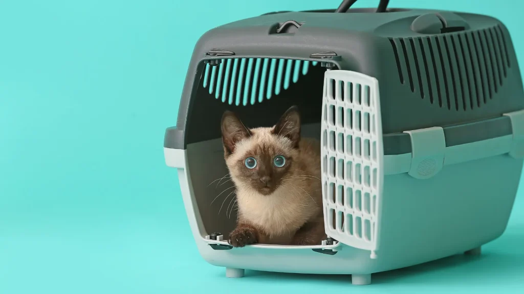 An anxious looking siamese cat with blue eyes in a cat carrier against a teal blue backdrop.