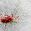 A chigger, also known as berry or harvest mites. It's a red arachnid similar to that of a tick. It stands against a grey textured background.