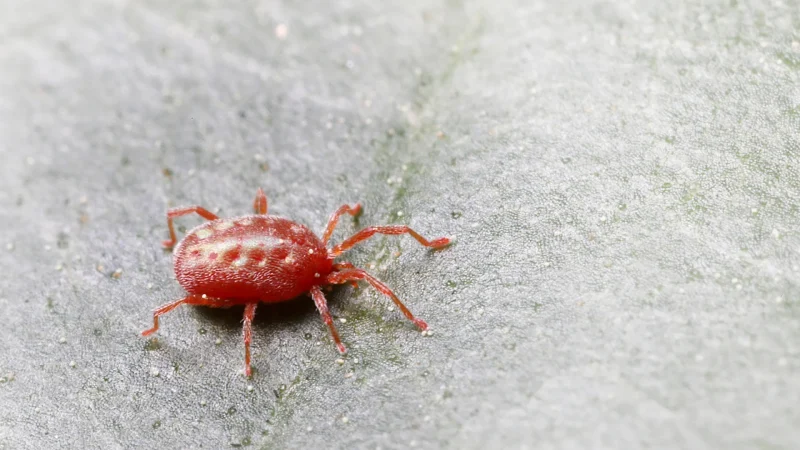 A chigger, also known as berry or harvest mites. It's a red arachnid similar to that of a tick. It stands against a grey textured background.