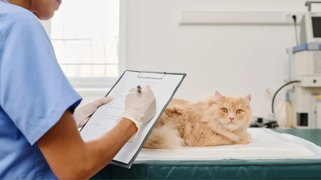 An orange long-haired cat on a vet table as the veterinarian is marking notes on a paper secured to a clipboard in their blue scrubs. Devices sit against a white wall in the background along with a window letting in lots of sunlight.