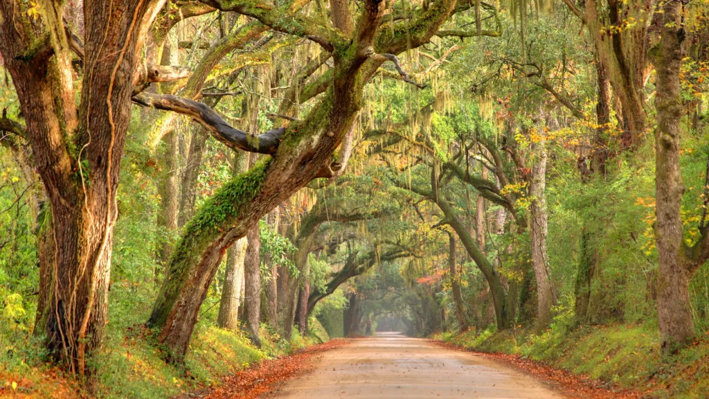 Giant oak trees draped with Spanish moss line a scenic road in the South Carolina Lowcountry on Edisto Island near Charleston. Charleston is the oldest and second-largest city in the state of South Carolina. Charleston is known for its rich history, anteb