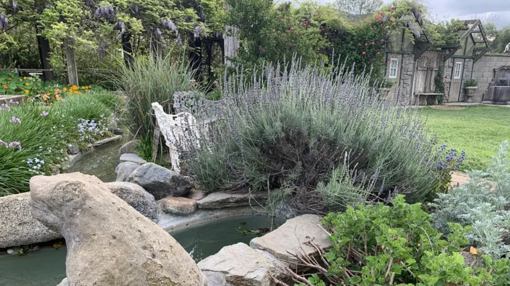 A lavender feature in a garden pond with rocks, other plants, bushes, and shrubs surround the plant. 