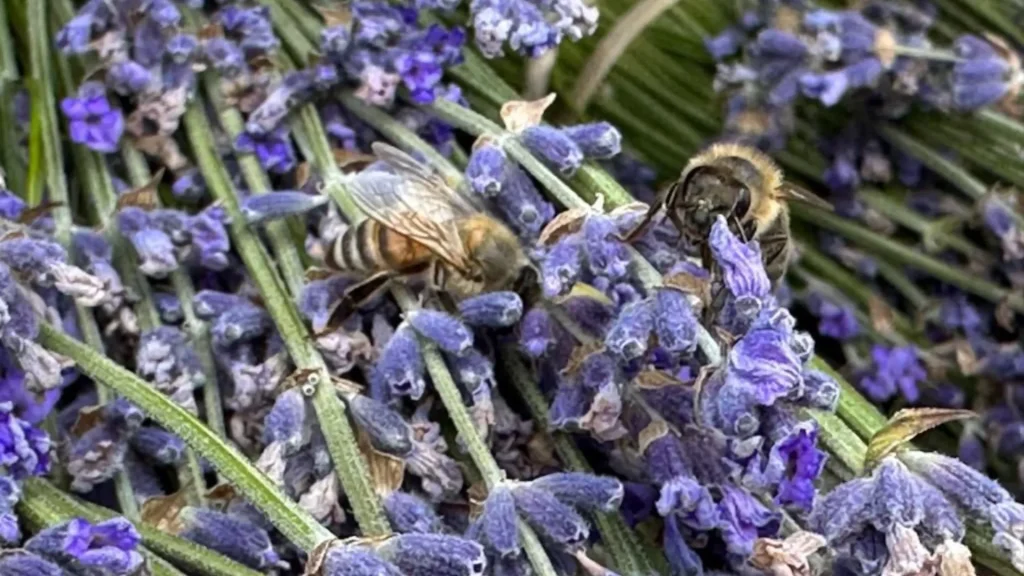 A close up shot of piles of lavender atop each other and two bees. 