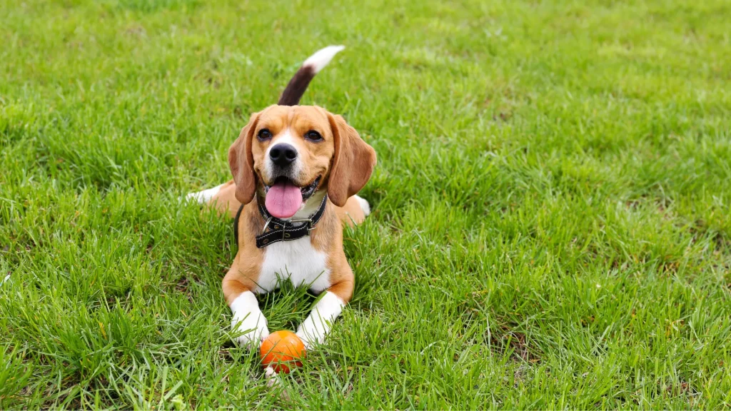 A beagle sitting in some grass with an orage ball.