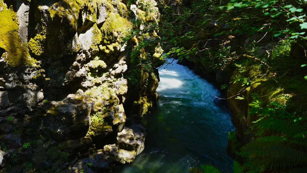 The Rogue Gorge in Oregon. It's a photo that has a high contrast between the sun shining through the foliage and the shadows casted by the dense forest around the gorge.