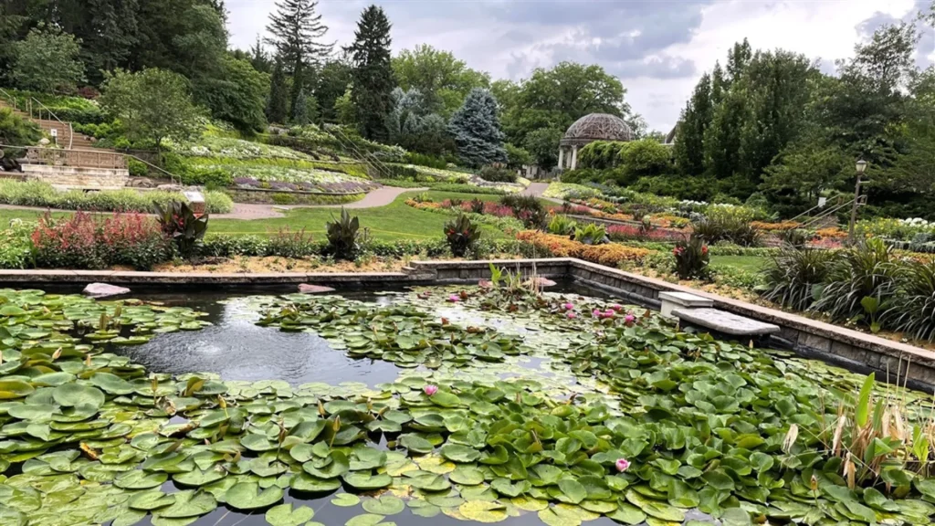 An image taken from the sunken gardens featuring lily pads and an assortment of other plants and trails within the gardens.