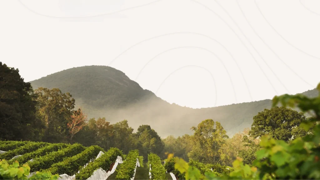 A photo from the Yonah Mountain Vineyards website of their vineyard and the rolling hills beyond.