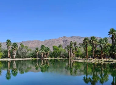 A photo of Agua Caliente an oasis in the desert AZ climate depicting blue waters surrounded by palms beneath a clear blue sky.