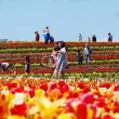 A photo of tulips growing on Burnside Farms in yellow and red, as people walk around enjoying the flora.