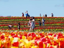 A photo of tulips growing on Burnside Farms in yellow and red, as people walk around enjoying the flora.