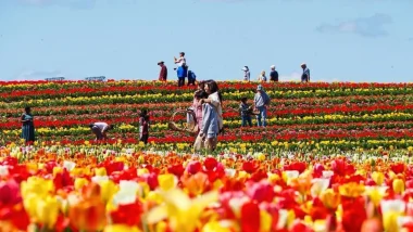 A photo of tulips growing on Burnside Farms in yellow and red, as people walk around enjoying the flora.