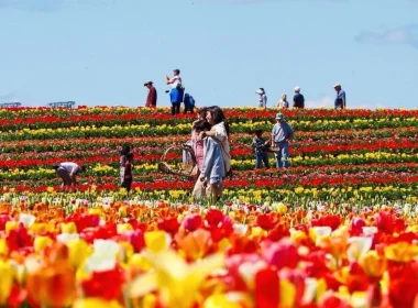 A photo of tulips growing on Burnside Farms in yellow and red, as people walk around enjoying the flora.