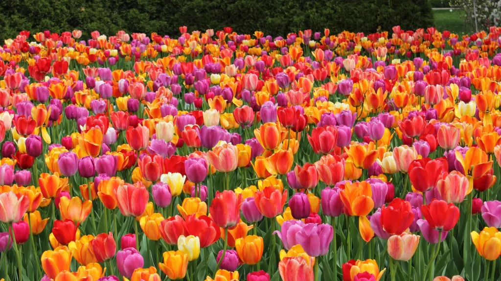 A field of tulips in pinks, reds, yellows, and oranges.