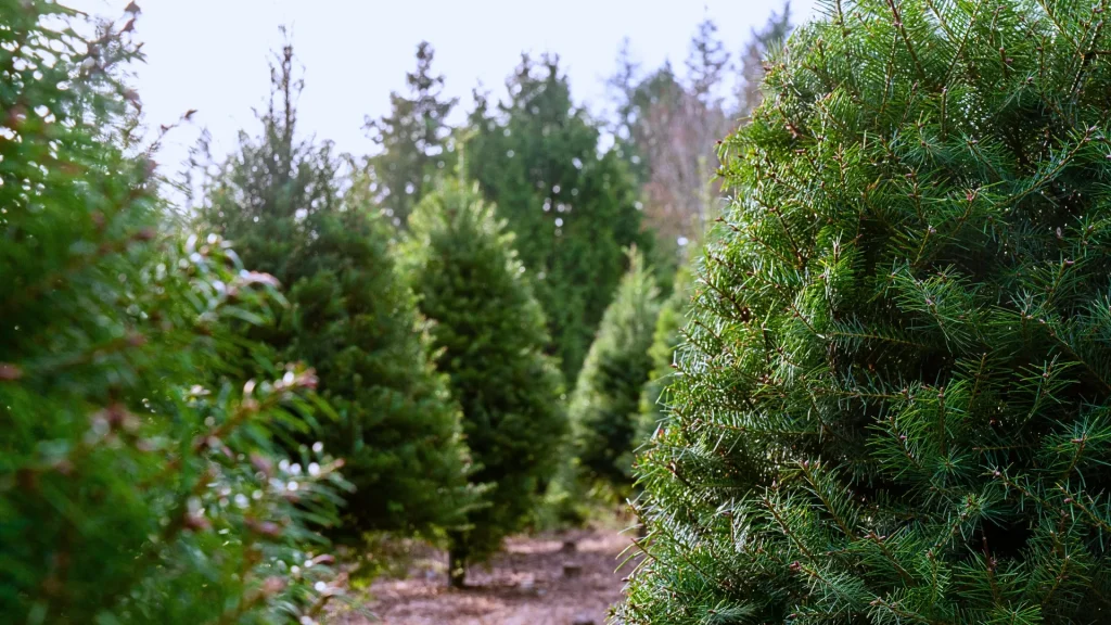 A photo of fir trees all lined up for sale for the winter holiday purchase. Found on Burnside Farms, they offer a host of activities in the cold season.