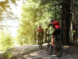 Two cyclists in red gear riding on their bikes on a trail in the forest on a sunny day.