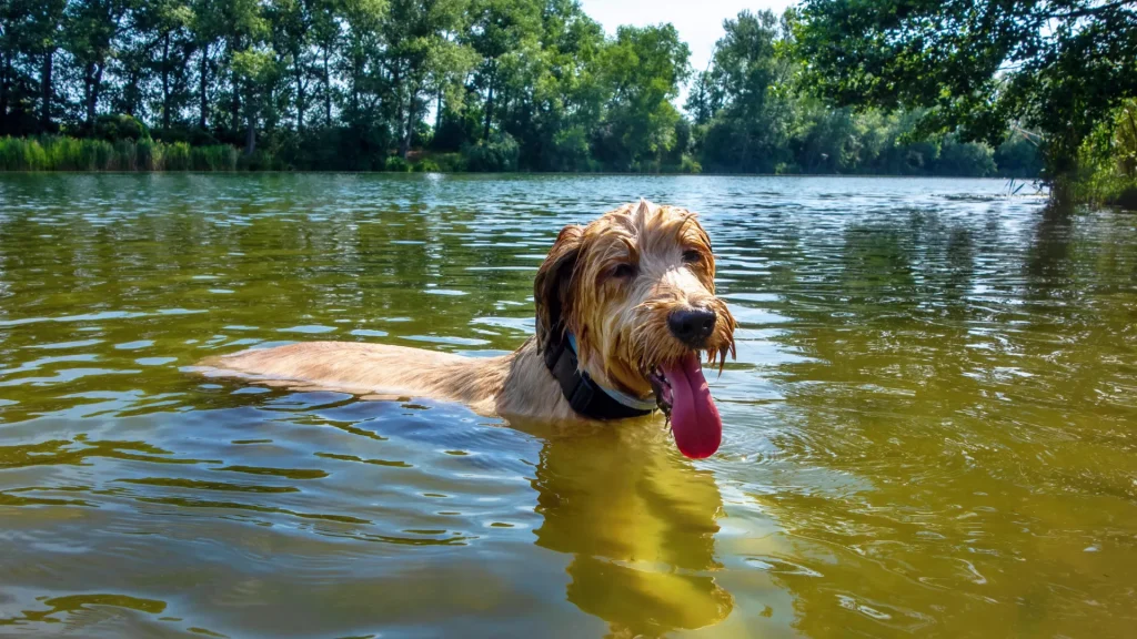A larger dog swimming in a lake with their tongue hanging out on a sunny day.